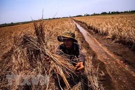 Xâm nhập mặn tàn phá các cánh đồng ở Kiên Giang. (Ảnh: Trọng Đạt/TTXVN)