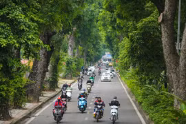 Con đường Hoàng Diệu, một trong những con đường đẹp nhất Thủ đô với hàng cây xà cừ cổ kính. (Ảnh: Minh Sơn/Vietnam+)