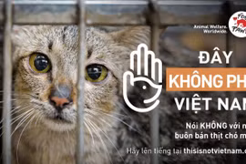 Hướng tới chấm dứt nạn buôn bán thịt chó và mèo. (Nguồn ảnh: FOUR PAWS)