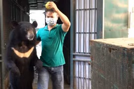 Nghệ sỹ chăm sóc gấu hỗ trợ đưa gấu vào lồng vận chuyển bằng cách dụ và dắt gấu. (Ảnh: TCĐVCA cung cấp)