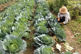 95% người tiêu dùng không phân biệt được rau an toàn và rau bẩn trên thị trường. (Ảnh: PV/Vietnam+)