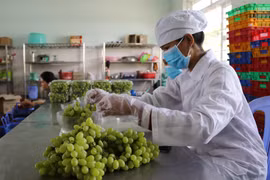 Sơ chế, đóng gói sản phẩm nho xanh tại Công ty TNHH Sản xuất và Thương mại nông sản Thái Thuận, Ninh Thuận (xã Nhơn Sơn, huyện Ninh Sơn) để chuẩn bị đưa lên sàn giao dịch thương mại điện tử. (Ảnh: Nguyễn Thành/TTXVN)