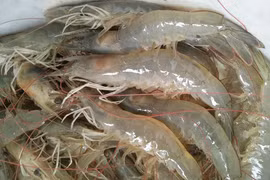 Tôm thẻ chân trắng. (Nguồn: baolongan.vn)