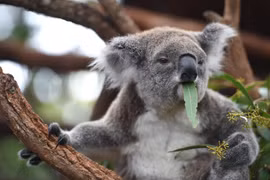 Gấu túi tại New South Wales (Australia) được dự báo có thể tuyệt chủng vào năm 2050. (Nguồn: AFP/TTXVN)
