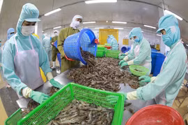 Chế biến tôm đông lạnh xuất khẩu tại nhà máy của Công ty Thuỷ sản Minh Phú Hậu Giang (Hậu Giang). (Ảnh: Vũ Sinh/TTXVN)