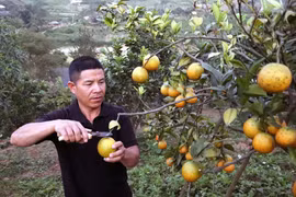 Anh Vì Văn Doan, hộ thành viên HTX nông nghiệp Duy Lợi ở xã Mường Và, huyện Sốp Cộp, tỉnh Sơn La, thu hoạch cam. (Ảnh: Quang Quyết/TTXVN)
