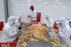 Công nhân tại Bến Tre làm việc trở lại sau thời gian giãn cách. (Ảnh: Huỳnh Phúc Hậu/TTXVN)