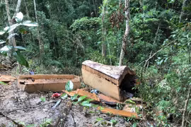 Hiện trường vụ khai thác trái phép gần 85 m3 gỗ tại tiểu khu 734, lâm phần do Công ty Trách nhiệm hữu hạn Một thành viên Lâm nghiệp Ia Pa quản lý, thuộc địa giới hành chính xã Chư Grey, huyện Kong Chro (Gia Lai). (Ảnh: TTXVN phát)