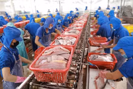 Chế biến cá tra xuất khẩu tại Đồng Tháp. (Ảnh: Vũ Sinh - TTXVN)