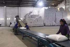 Vận chuyển sản phẩm tại Nhà máy Mía đường Cao Bằng. (Ảnh: Chu Hiệu/TTXVN)