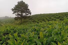 Nhờ áp dụng công nghệ cao, trang trại trồng chè của Công ty TNHH Kolia (Cao Bằng) cho chất lượng và hiệu quả cao. (Ảnh: TTXVN phát)