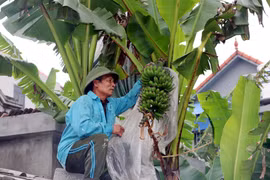 Vườn chuối hơn 2 sào của ông Trần Xuân Lưu, xã Hòa Hậu, huyện Lý Nhân (Hà Nam) cũng chỉ thu hoạch được 2 buồng vào dịp Tết Nguyên đán Tân Sửu. (Ảnh: Nguyễn Chinh/TTXVN)
