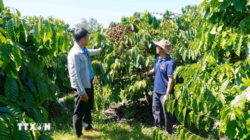 ttxvn-chinh-sach-chi-tra-dich-vu-moi-truong-rung-mang-lai-hieu-qua-thiet-thuc-tai-quang-ngai3.jpg