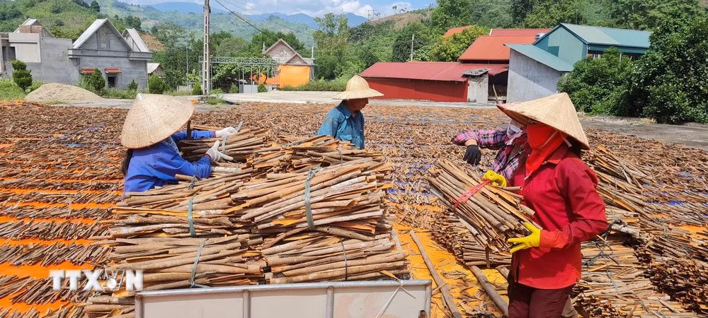 ttxvn-xuat-khau-que-sang-an-do.jpg