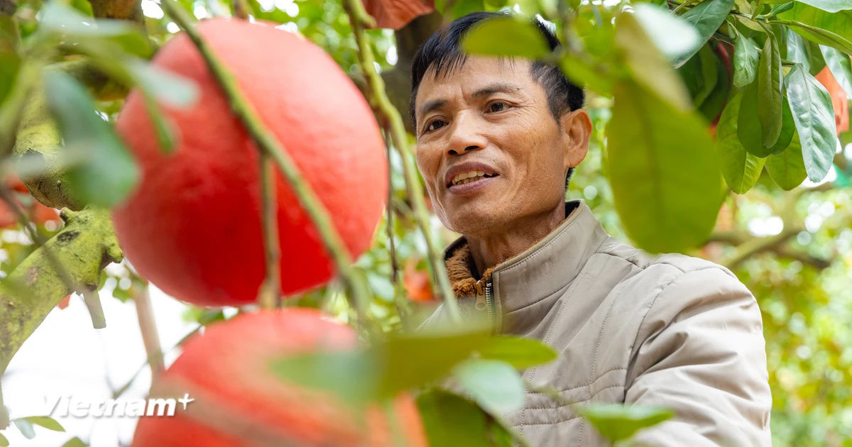 Mở hướng nâng tầm nông sản bằng nông nghiệp hữu cơ