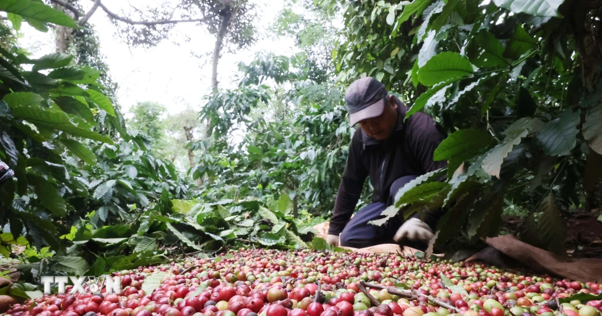 Giá cà phê Tây Nguyên xuống dưới 90.000 đồng một kg, giá gạo đi ngang