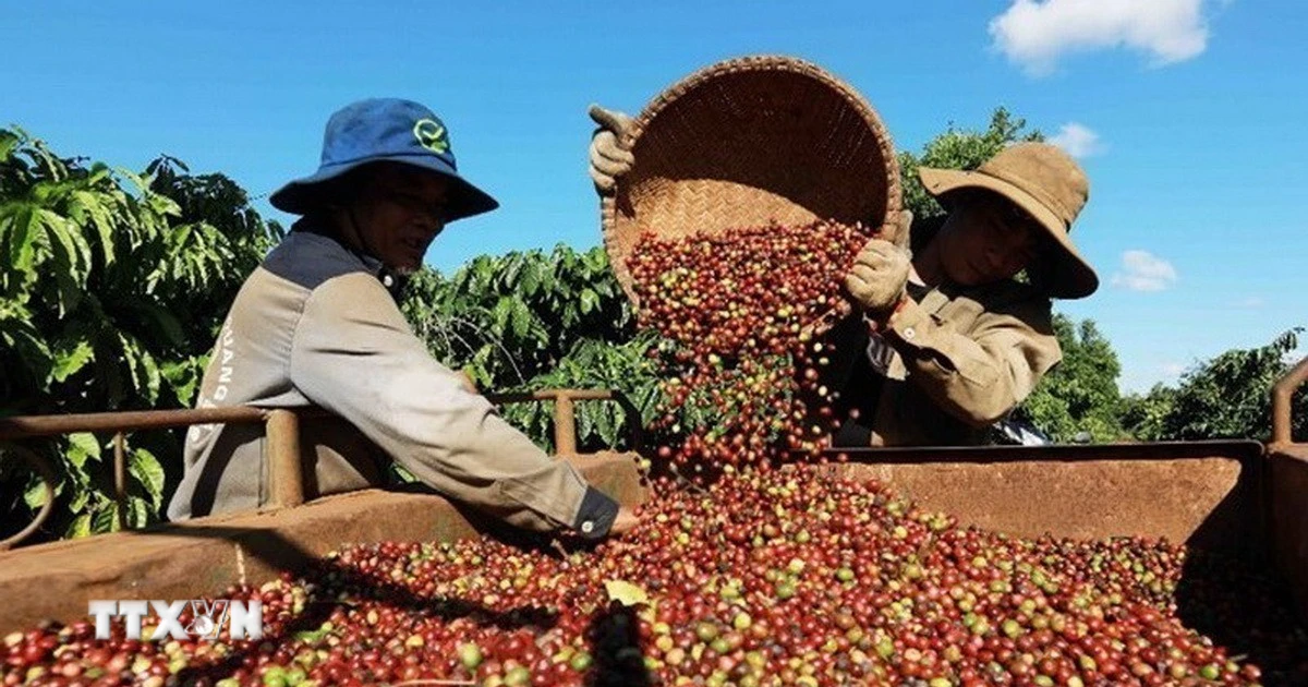 Xuất khẩu cà phê Việt Nam chịu áp lực lớn từ giá