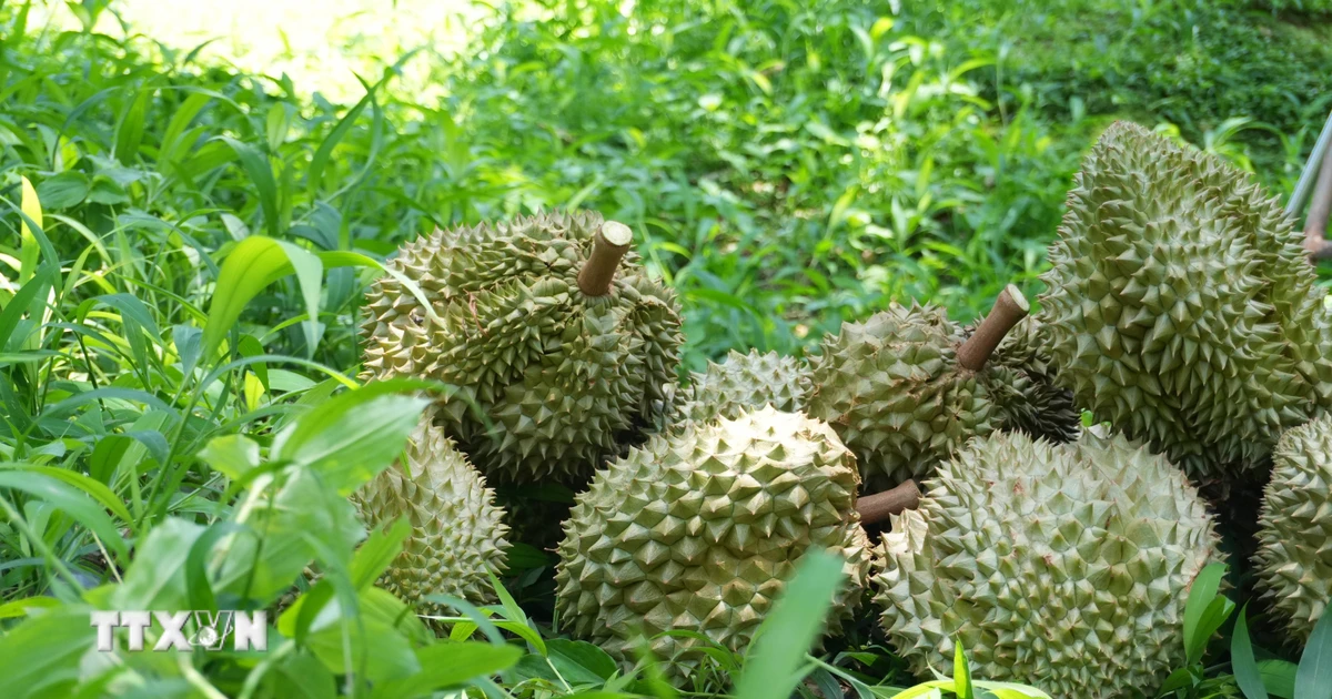 Trung Quốc phê duyệt thêm nhiều mã số vùng trồng, cơ sở đóng gói nông sản Việt Nam