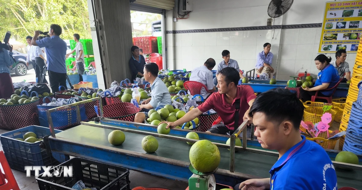 Vĩnh Long đưa nông sản chủ lực vượt rào chinh phục thị trường quốc tế