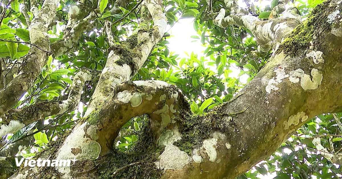 Chè Shan tuyết cổ thụ Xà Phìn khẳng định giá trị, mở rộng đầu ra