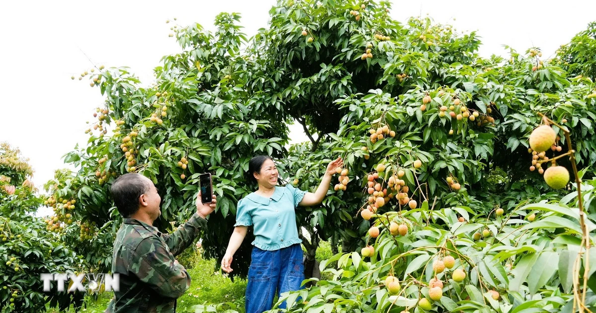 Xây dựng niềm tin trong hành trình số hóa thị trường nông sản