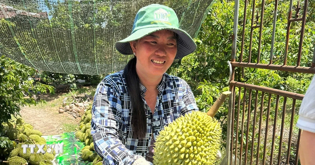 Đồng Tháp: Sầu riêng nghịch vụ được giá, nông dân vẫn lo đầu ra