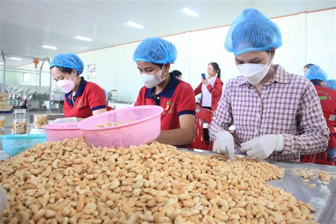Công nhân đóng gói nhân hạt điều thành phẩm tại Bình Phước