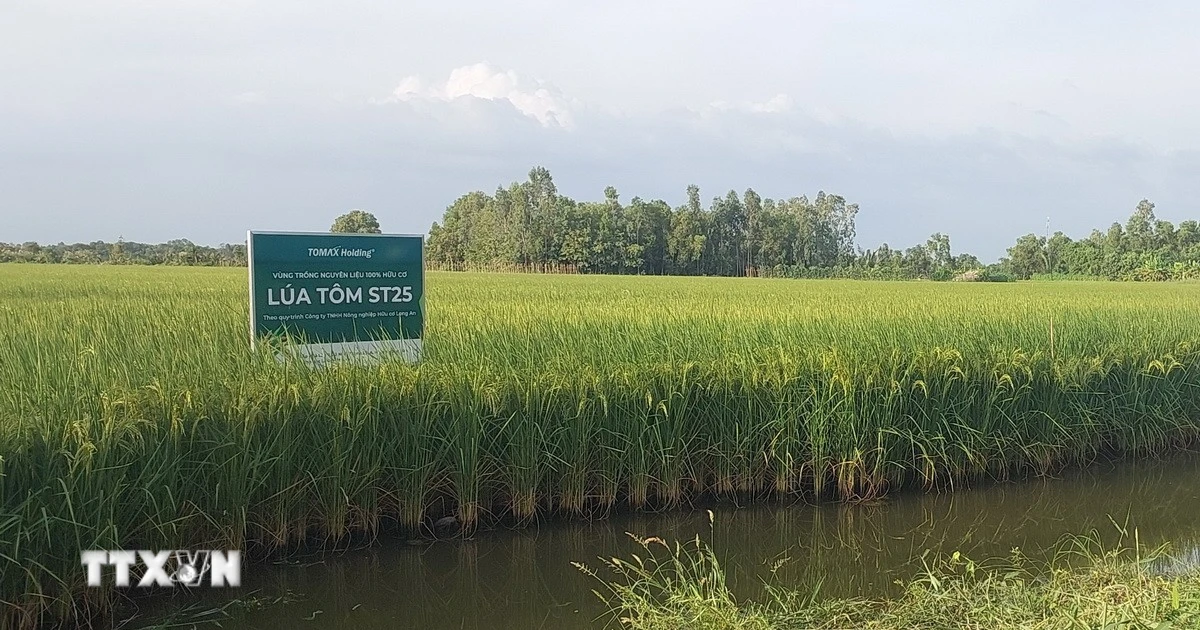 Cà Mau số hóa sản xuất lúa-tôm, thúc đẩy liên kết chuỗi giá trị