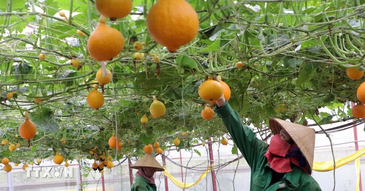 Phú Thọ tìm cơ hội hợp tác tại Bỉ về kinh tế, nông nghiệp và văn hóa, du lịch