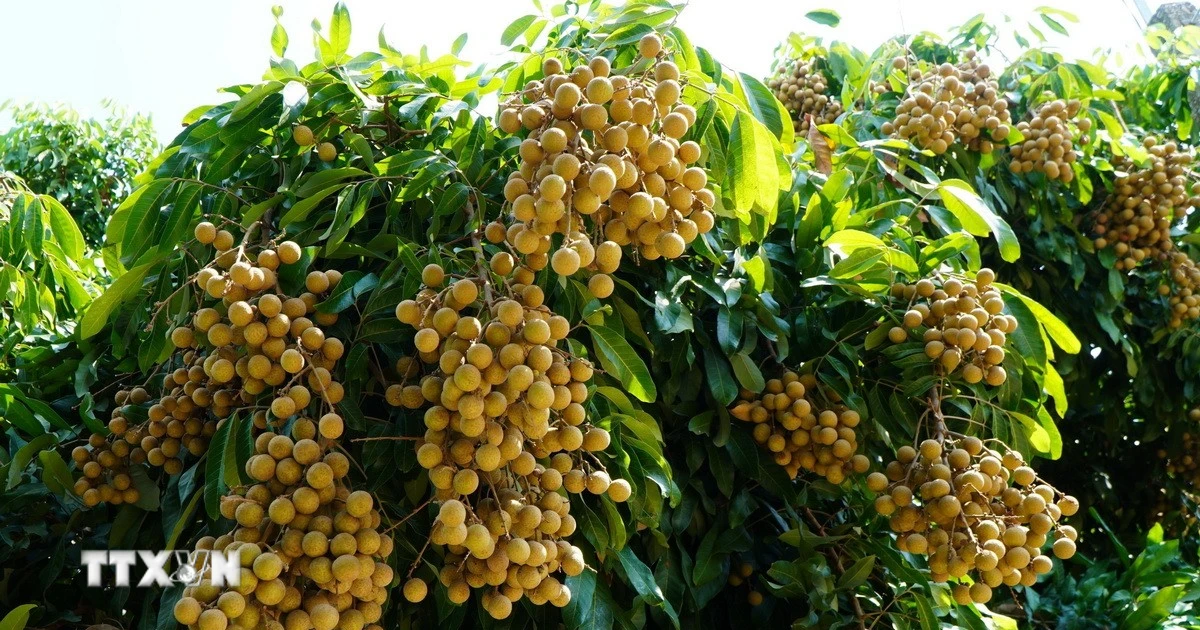 Chuyển đổi xanh và số nâng tầm thương hiệu nhãn Châu Thành