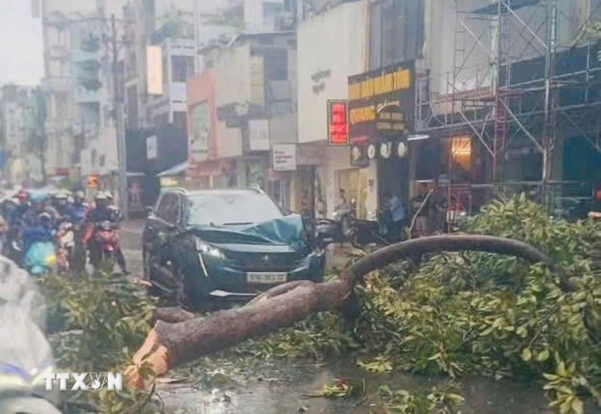 Cây xanh đổ hàng loạt tại Thành phố Hồ Chí Minh sau mưa dông