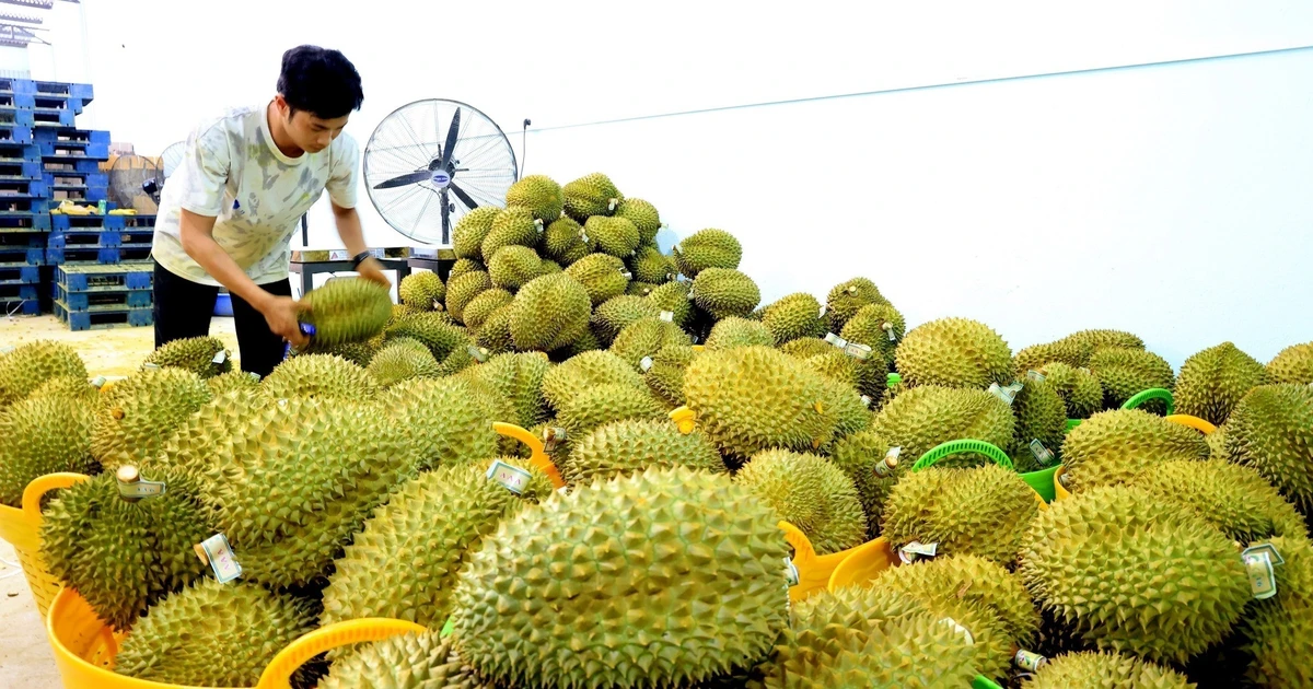 Kết nối vùng sản xuất với thị trường Trung Quốc: Sầu riêng là “sợi dây vàng”
