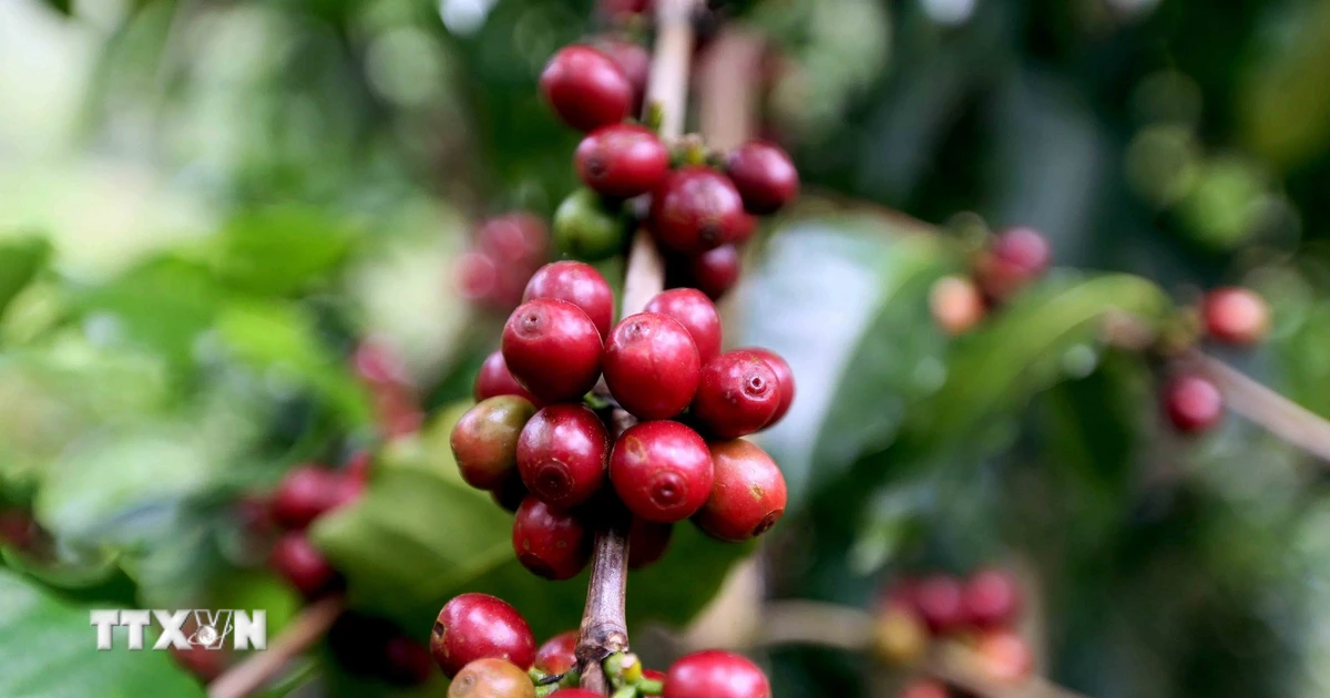 Nguồn cung thắt chặt đẩy giá càphê Arabica lên đỉnh một tháng