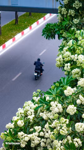 Phố phường Hà Nội đón gió Thu trong nồng nàn mùi hương hoa sữa
