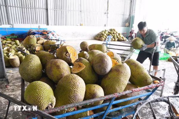 Đồng Tháp: Giá mít tăng mạnh trở lại, nhà vườn phấn khởi