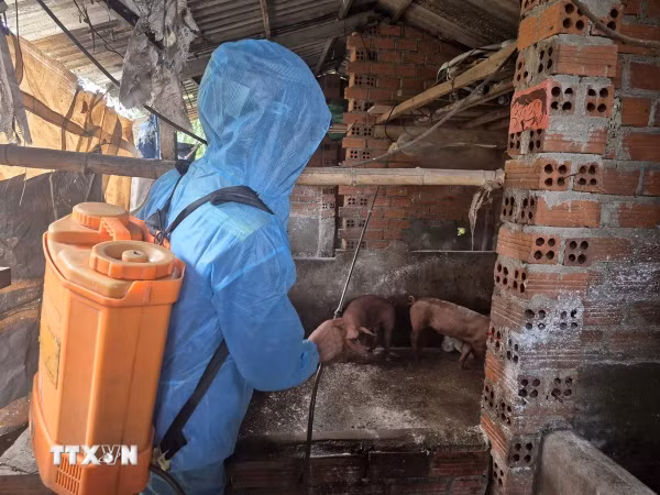 Nghệ An chấn chỉnh trong phòng, chống bệnh dịch tả lợn châu Phi