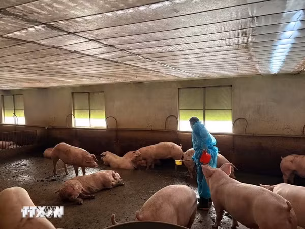Triệt phá đường dây tuồn 10.000 tấn thịt lợn được ‘vỗ béo’ bằng chất cấm ra thị trường