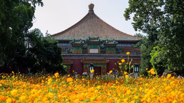 Thung lũng hoa cánh bướm nhuộm vàng mùa Thu Tân Thành 