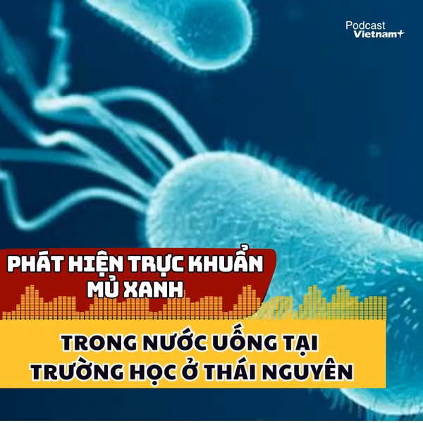 Phát hiện trực khuẩn mủ xanh trong nước uống tại trường học ở Thái Nguyên 
