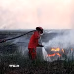 Lính cứu hỏa nỗ lực dập lửa cháy rừng do ảnh hưởng của El Nino tại Ogan Ilir, Nam Sumatra, Indonesia. (Ảnh: THX/TTXVN phát)