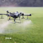 Nông dân An Giang sử dụng drone phân xịt thuốc giúp tiết kiệm chi phí, công sức và thời gian. (Ảnh: Công Mạo/TTXVN)