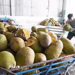 Các vựa thu mua mít để lột múi, xử lý bán cho các công ty sấy khô, chế biến. (Ảnh: Công Trí/TTXVN)