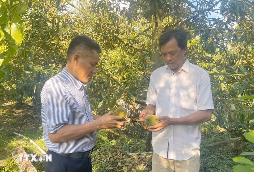 Anh Ngô Văn Hài (phải) ở xã Hiệp Đức, tỉnh Đồng Tháp, trao đổi với nhân viên kỹ thuật đến khảo sát thực tế tại vườn sầu riêng. (Ảnh: Hữu Chí/TTXVN)