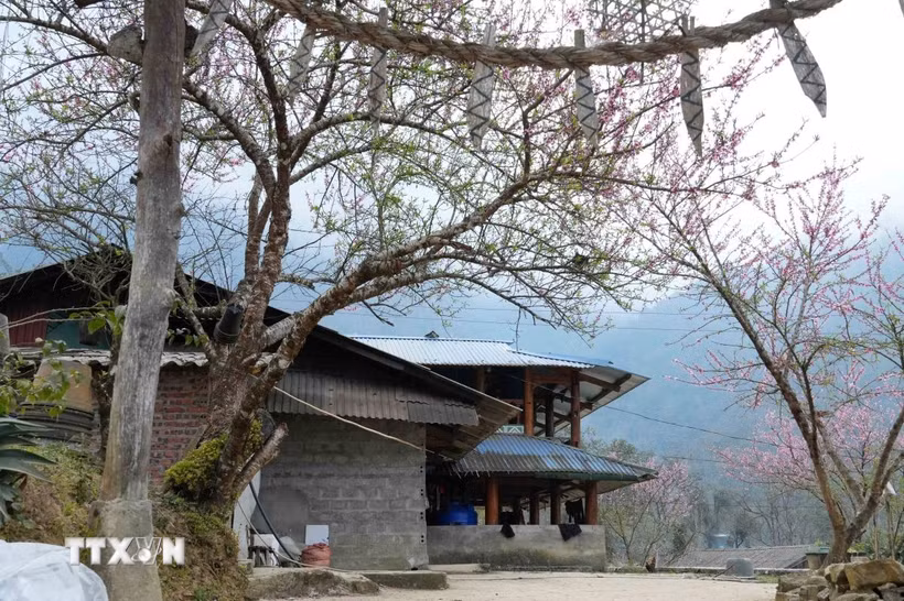 Hoa đào khoe sắc tại các homestay ở Sin Suối Hồ. (Ảnh: Nguyễn Oanh/TTXVN)