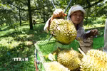 Sầu riêng. (Ảnh: Nguyễn Dũng/TTXVN)