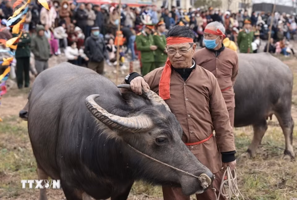 Nông dân mang trâu của gia đình đến Lễ hội chuẩn bị cho nghi thức cày ruộng đầu năm. (Ảnh: Trần Việt/TTXVN)