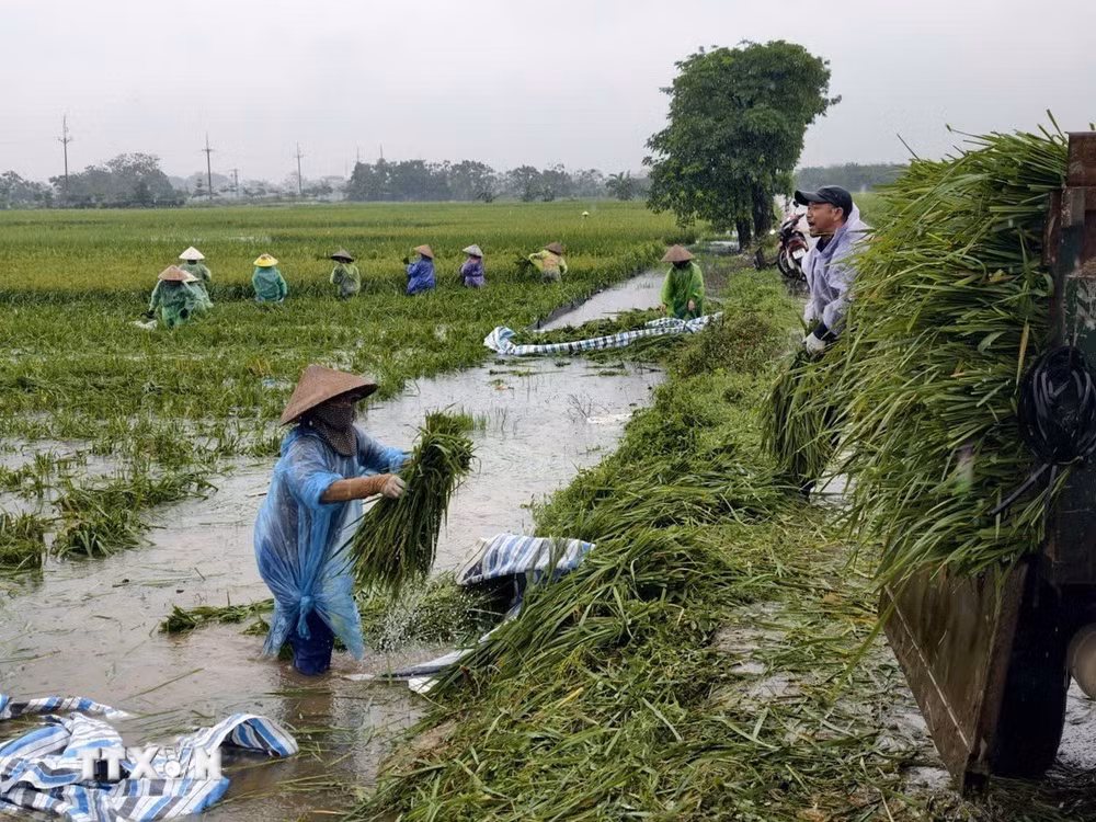 ttxvn-nong-dan-xa-kieu-phu-ha-noi-gat-lua-chay-lut-13.jpg
